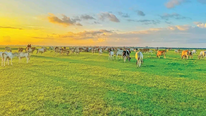 রাজশাহীর-‘মিনি-সুইজারল্যান্ড’-সৌন্দর্যের-আড়ালে-বঞ্চনার-গল্প-257cd1 রাজশাহীর ‘মিনি সুইজারল্যান্ড’ মিডল চর: সৌন্দর্যের আড়ালে নাগরিক সুবিধাবঞ্চিত ৭০০ মানুষ